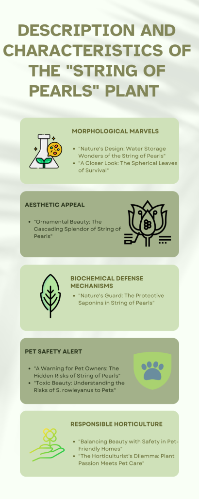 Description and Characteristics of the "String of Pearls" Plant